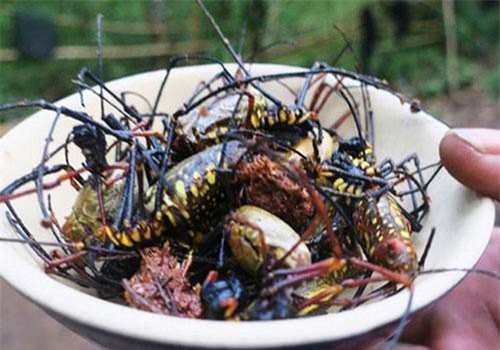 Nhện rừng "siêu to khổng lồ", nhìn thấy đã sợ nhưng lại chính là đặc sản hiếm có khó tìm ở Bình Thuận