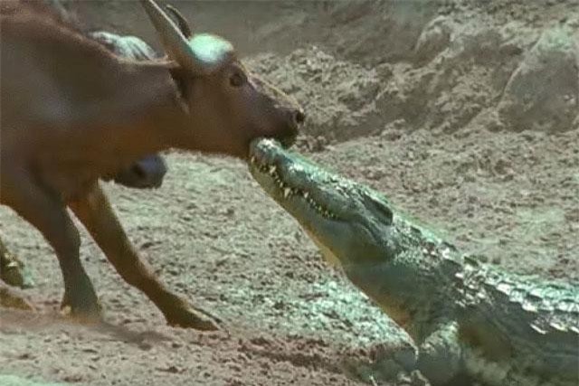 Clip: Cá sấu lao thẳng lên bờ nhằm đoạt mạng trâu rừng