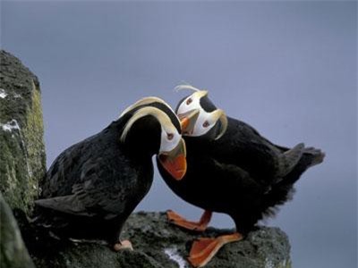 Ảnh động vật: Hải âu cổ rụt tình tứ, ếch nằm dài nghỉ dưỡng...