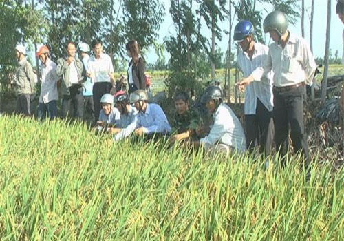 Đồng Tháp: Ông giám đốc chuyên lội ruộng làm ra loại gạo tím lịm Tây rất thích