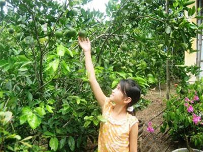 Quảng Nam: Nông Sơn đẹp lên với những vườn cây ăn trái như miền Tây