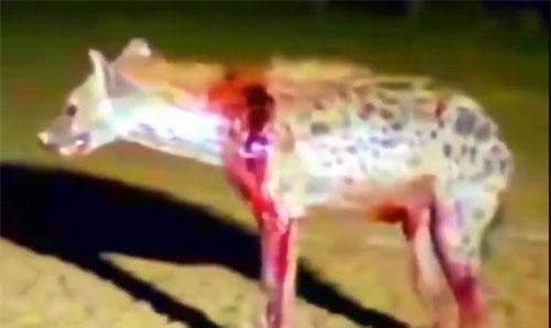 CLIP: Đe dọa sư tử, linh cẩu phải trả giá đắt