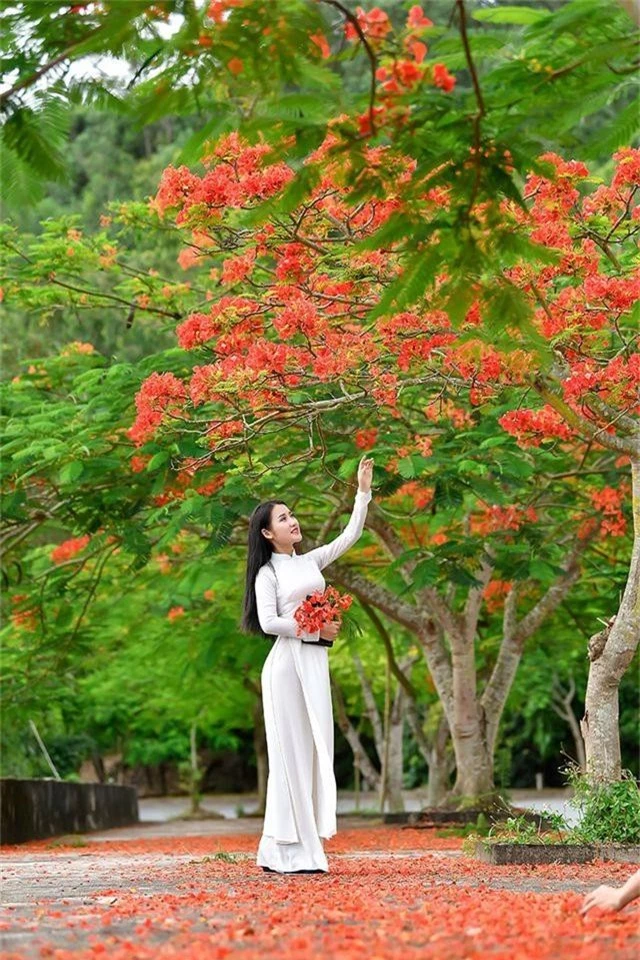 Cô gái xinh đẹp thả hồn trên con đường hoa phượng đỏ Hải Phòng - 3