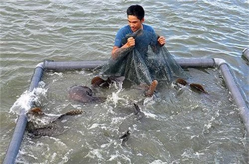 kham pha noi nuoi loai ca song vua dac san, moi con nang 30-60 kg hinh anh 2