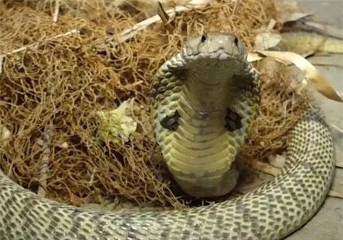 CLIP: Những sự xuất hiện đáng sợ của rắn ở xung quanh nhà