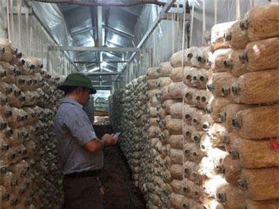 Vùng đất dân rủ nhau trồng nấm bào ngư, mỗi lứa lời 30-40 triệu