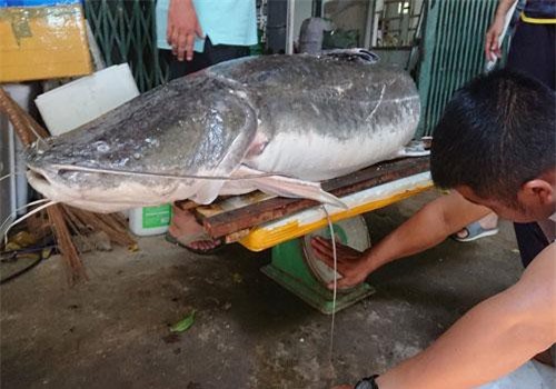 Cận cảnh cá lăng đuôi đỏ "cực khủng" dính câu ở Đắk Lắk