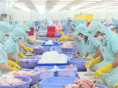 Giá cá tra xuống thấp