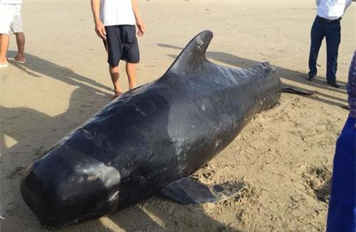 Xác cá voi nặng 1 tấn dạt vào biển Hà Tĩnh