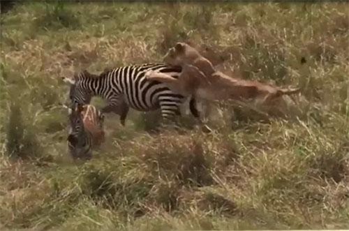 CLIP: Ngựa vằn mẹ "tặng" sư tử cú đá hậu vào mặt