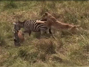 CLIP: Ngựa vằn mẹ "tặng" sư tử cú đá hậu vào mặt