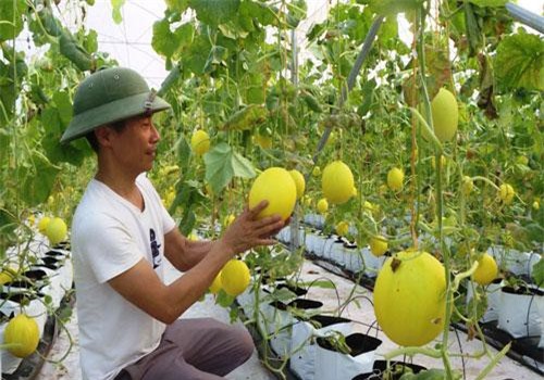 Sơn La: Trồng vườn dưa vàng chóe, được trái nào bán hết trái đó