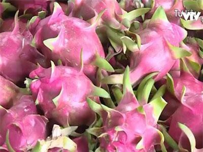 Giá thanh long ở Bình Thuận cao kỷ lục