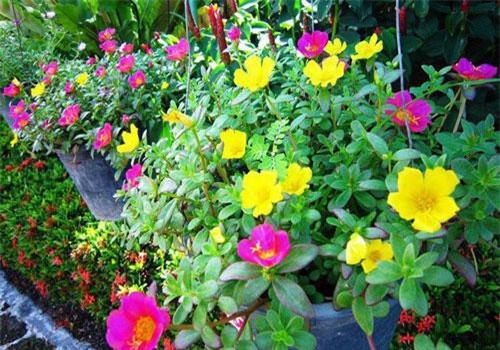 Nhiều người lựa chọn 5 giống hoa này để trồng vì chỉ cần cắm xuống là mọc tốt um