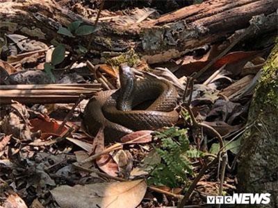 CLIP: Nổi da gà với những con rắn trên dãy Hoàng Liên Sơn