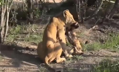 CLIP: Sư tử mẹ hỗn chiến đàn linh cẩu để bảo vệ con