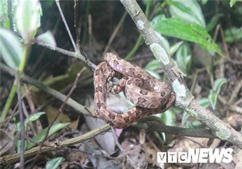 Dựng tóc gáy vào khu rừng lúc nhúc rắn độc trên dãy Hoàng Liên Sơn