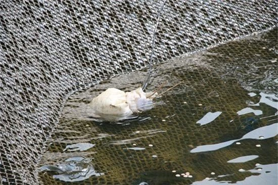 dan son la nuoi ca dac san tha tui voi va toi vao long de lam gi? hinh anh 6