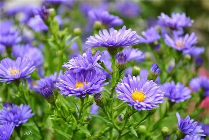 Nhiều người lựa chọn 5 giống hoa này để trồng trong nhà vì chỉ cần cắm xuống là mọc tốt um - Ảnh 5.