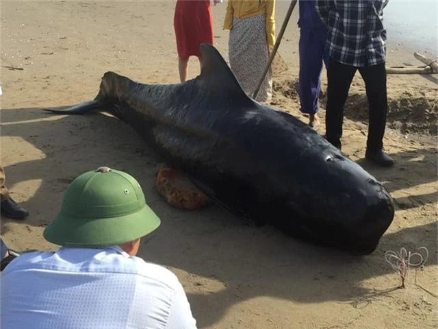 Xác cá voi nặng 1 tấn dạt vào biển Hà Tĩnh - 2