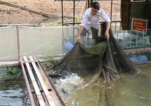 Dân Sơn La nuôi cá đặc sản thả túi vôi và tỏi vào lồng để làm gì?
