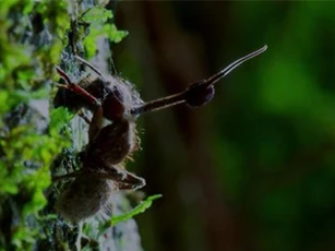 Clip: Cận cảnh quá trình phát triển của loài nấm ký sinh chuyên biến kiến thành 'zombie'