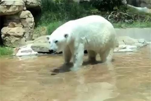 Chú vịt 'xấu số' bỏ mạng vì lỡ đi lạc vào chuồng gấu