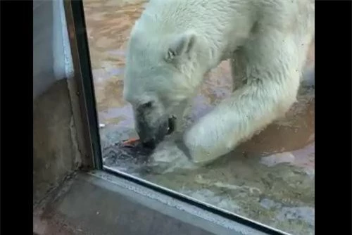 Gấu Bắc Cực nhanh chóng tiến đến 'bữa ăn' bỗng dưng rơi xuống trước mặt.