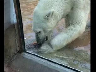 Clip: Gấu Bắc cực vui mừng thưởng thức bữa ăn từ 'trên trời rơi xuống'
