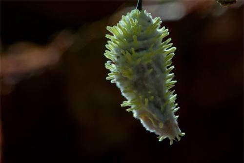  Những cảnh quay ấn tượng về loài nấm biến côn trùng thành 'xác sống'