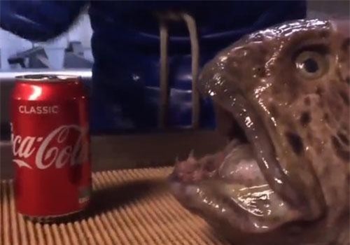 CLIP: Kinh hoàng lươn sói bị cắt đầu vẫn cắn nát lon nước ngọt