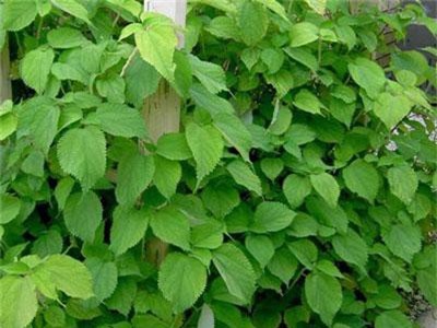 Tác dụng chữa bệnh của cây gai