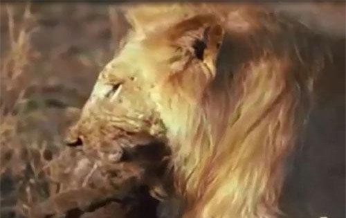 CLIP: Trốn dưới hang đất, linh cẩu vẫn phải bỏ mạng trước sư tử