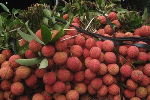 Nhiều trái cây lần đầu xuất khẩu chính ngạch Trung Quốc