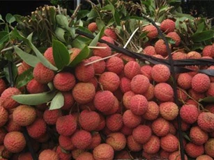 Nhiều trái cây lần đầu xuất khẩu chính ngạch Trung Quốc