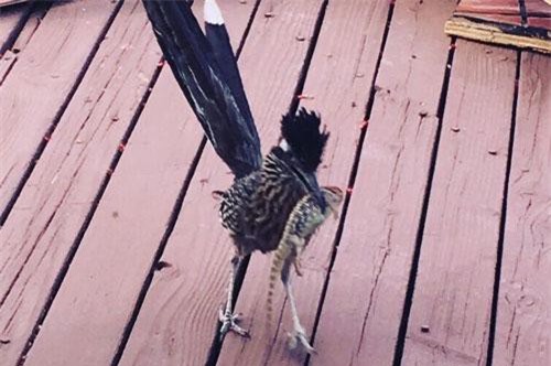 Chim "say tình", mang thằn lằn chết đến tỏ tình gái xinh