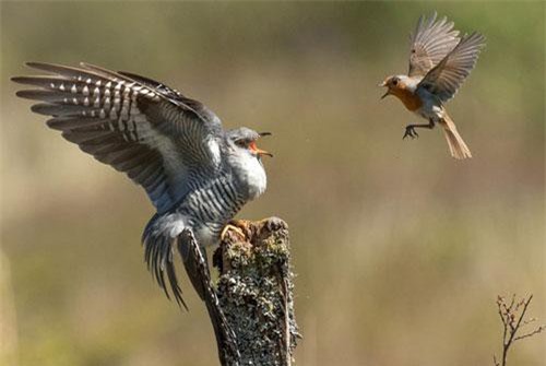 Chim hoét cổ đỏ và chim cu cu kịch chiến ngoạn mục