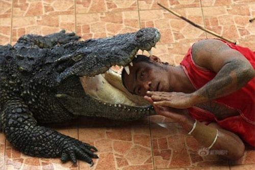 Rùng rợn người đàn ông thò đầu vào miệng cá sấu "quái vật"