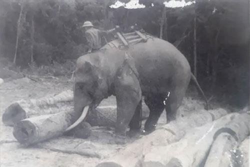 Ly kỳ chuyện tử hình voi “thiếu úy”