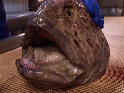 Kinh hoàng lươn “quái vật” nghiền nát lon nước ngọt dù đã đầu lìa khỏi thân