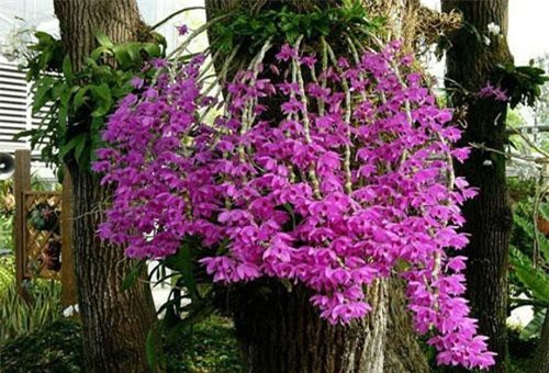 Khám phá bất ngờ loài lan phi điệp tím "siêu hot" ở Việt Nam