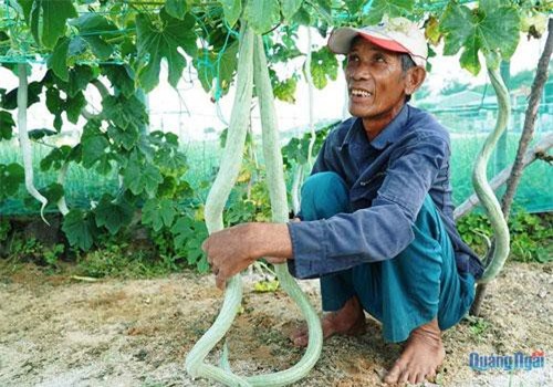 Quảng Ngãi: "Phát sốt" với mướp rắn dài 2m treo loằng ngoằng ở đảo Lý Sơn