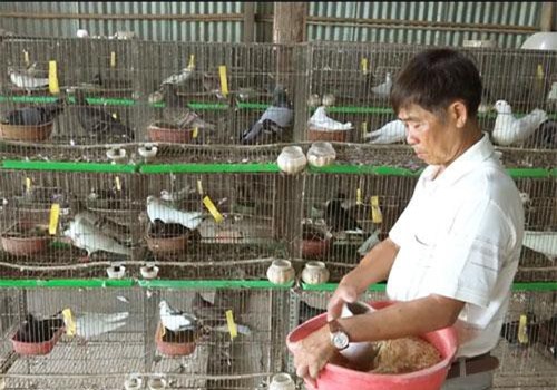 An Giang: Kiếm nửa tỷ mỗi năm nhờ mê nuôi bồ câu kiểng