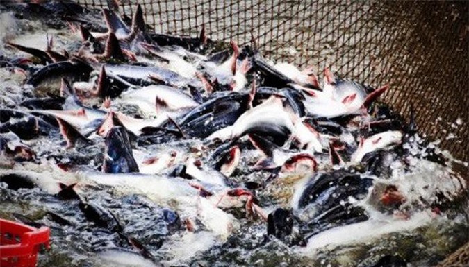 Doanh nghiệp có thể lạc quan về cơ hội xuất khẩu cá tra sang 10 nước CPTPP