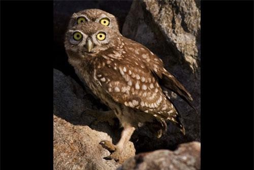 Sự thật sau khoảnh khắc "ảo tung chảo" của động vật hoang dã