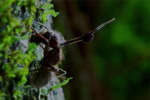 Nấm Ophiocordyceps Unilonymousis ký sinh và dần chiếm lấy cơ thể của côn trùng để làm nơi sinh sản. Nấm Ophiocordyceps Unilonymousis ký sinh và dần chiếm lấy cơ thể của côn trùng để làm nơi sinh sản.