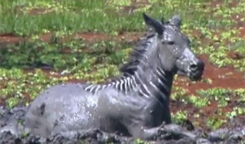 CLIP: Bị mắc lầy và 3 con cá sấu tấn công, ngựa vằn vẫn thoát chết ngoạn mục