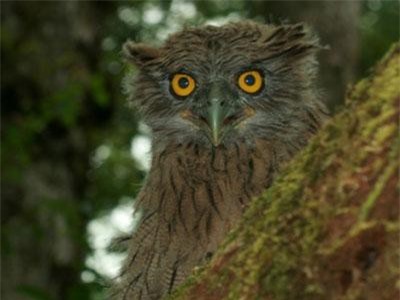 Khám phá bất ngờ loài dù dì phương Đông quý hiếm ở Việt Nam