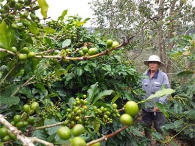 Lâm Đồng: Vườn trồng xen 3-4 tầng cây chia lửa với nỗi buồn cà phê thấp rề rề