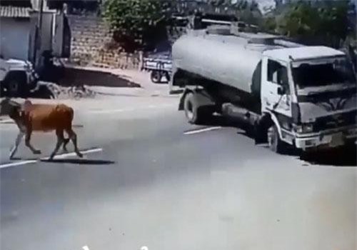 CLIP: Thót tim cảnh ôtô đánh lái xoay 180 độ tránh bò đứng giữa đường